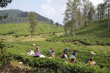 Tea Plantation, Thekkady_DSC7444_H600